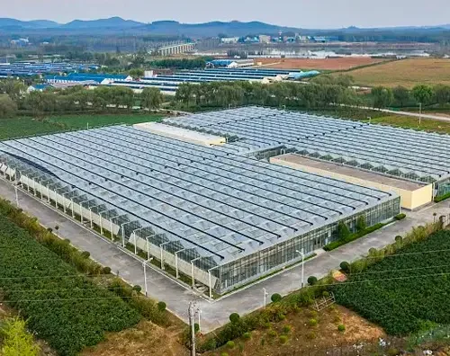 400 hectare self owned planting base