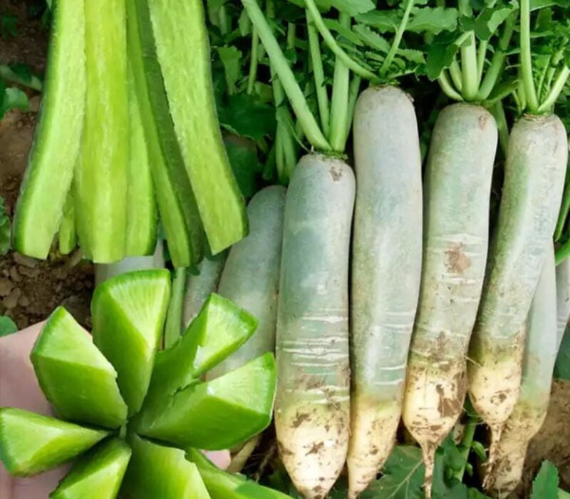 17884418183096.jpg Green Radish Chips ingredient application example