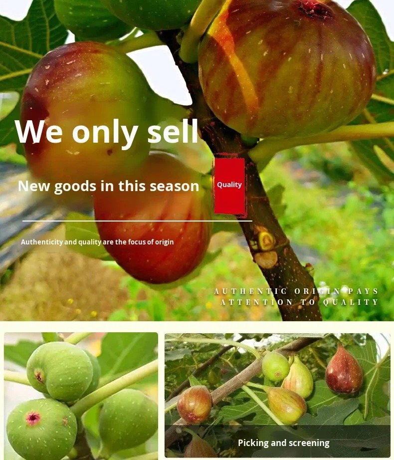 17884926487153.jpg Fig Slices for food manufacturing and wholesale
