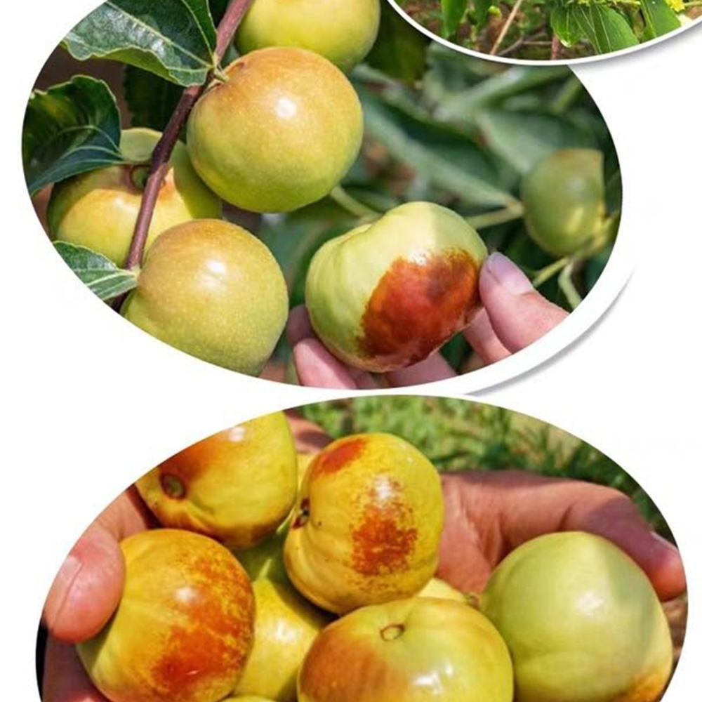 17885051499345.jpg Jujube quality detail view