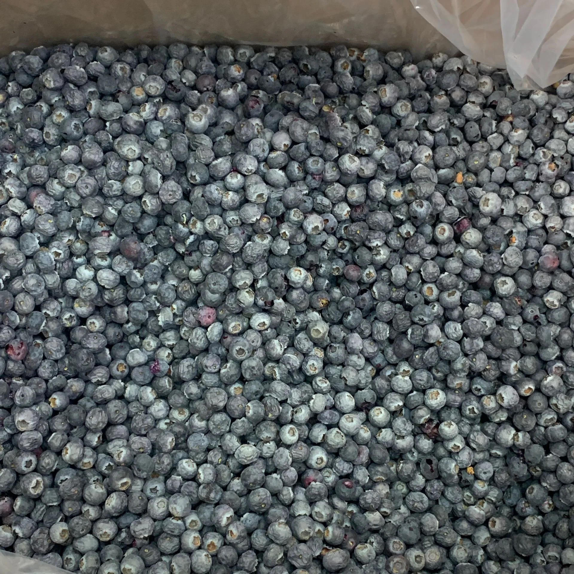 17885054822223.webp Blueberry for food manufacturing and wholesale