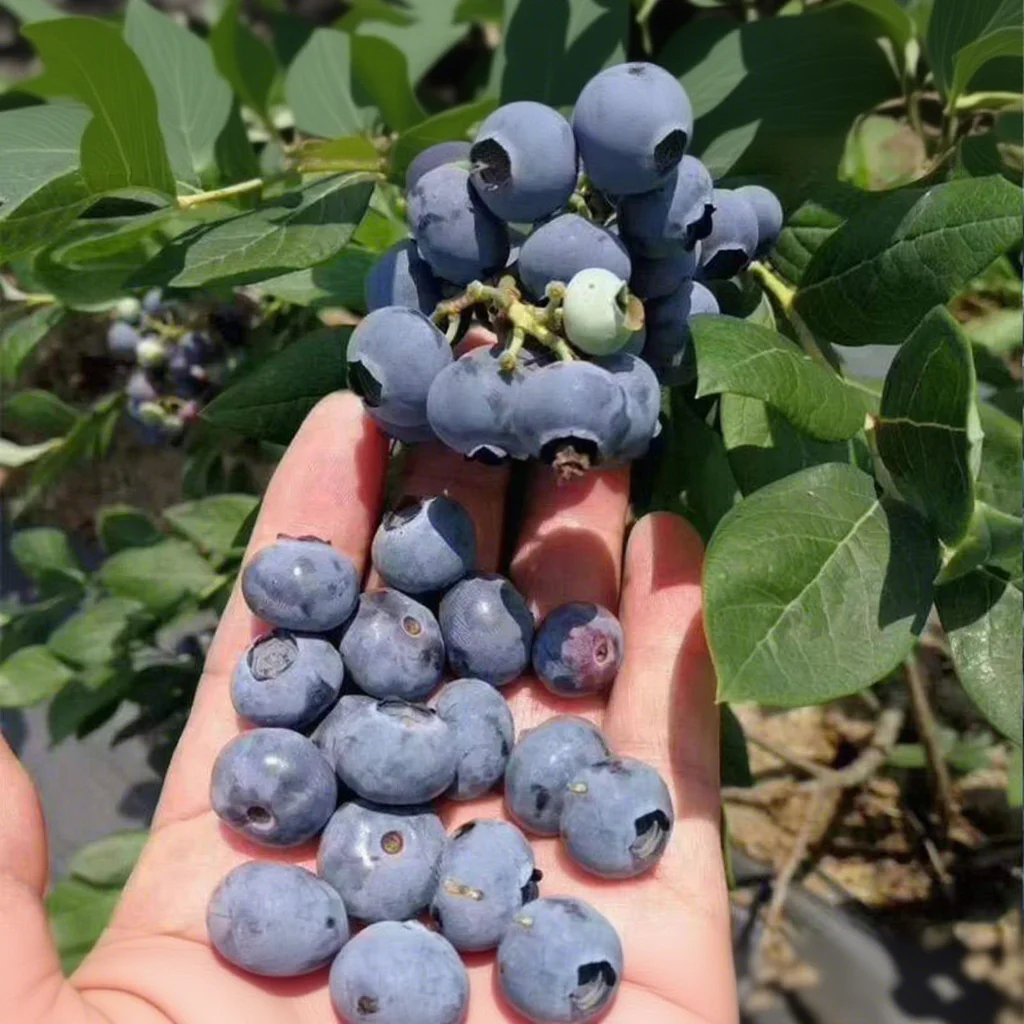 17885054828534.webp Blueberry bulk packaging and supply