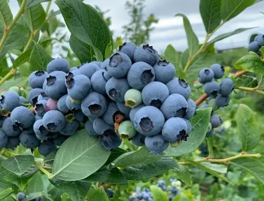 17885054832135.webp Blueberry quality detail view