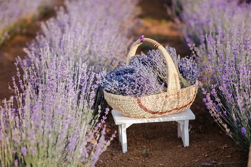 17885093897484.jpg Dried Lavender bulk packaging and supply